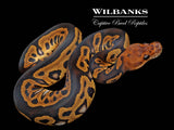 Mahogany Leopard Sable Clown Ball Python ♀ '26