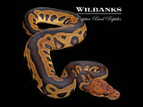 Mahogany Leopard Sable Clown Ball Python ♂ '26
