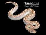 Bamboo Ball Python ♂ '26