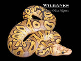 GHI Pastel Clown Ball Python ♂ '26