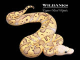 GHI FireFly Clown Ball Python ♀ '26