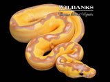 Banana Enchi Sugar Clown Ball Python ♀ '26