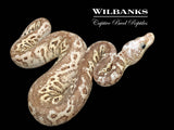 Black Pewter Spotnose Clown Ball Python ♀ '26