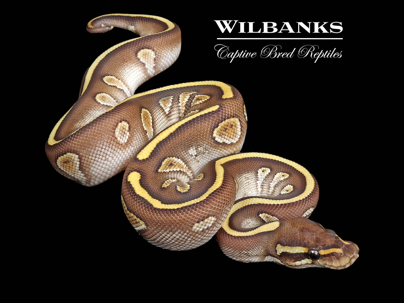 Stranger Butter Yellow Belly Ball Python ♂ '24