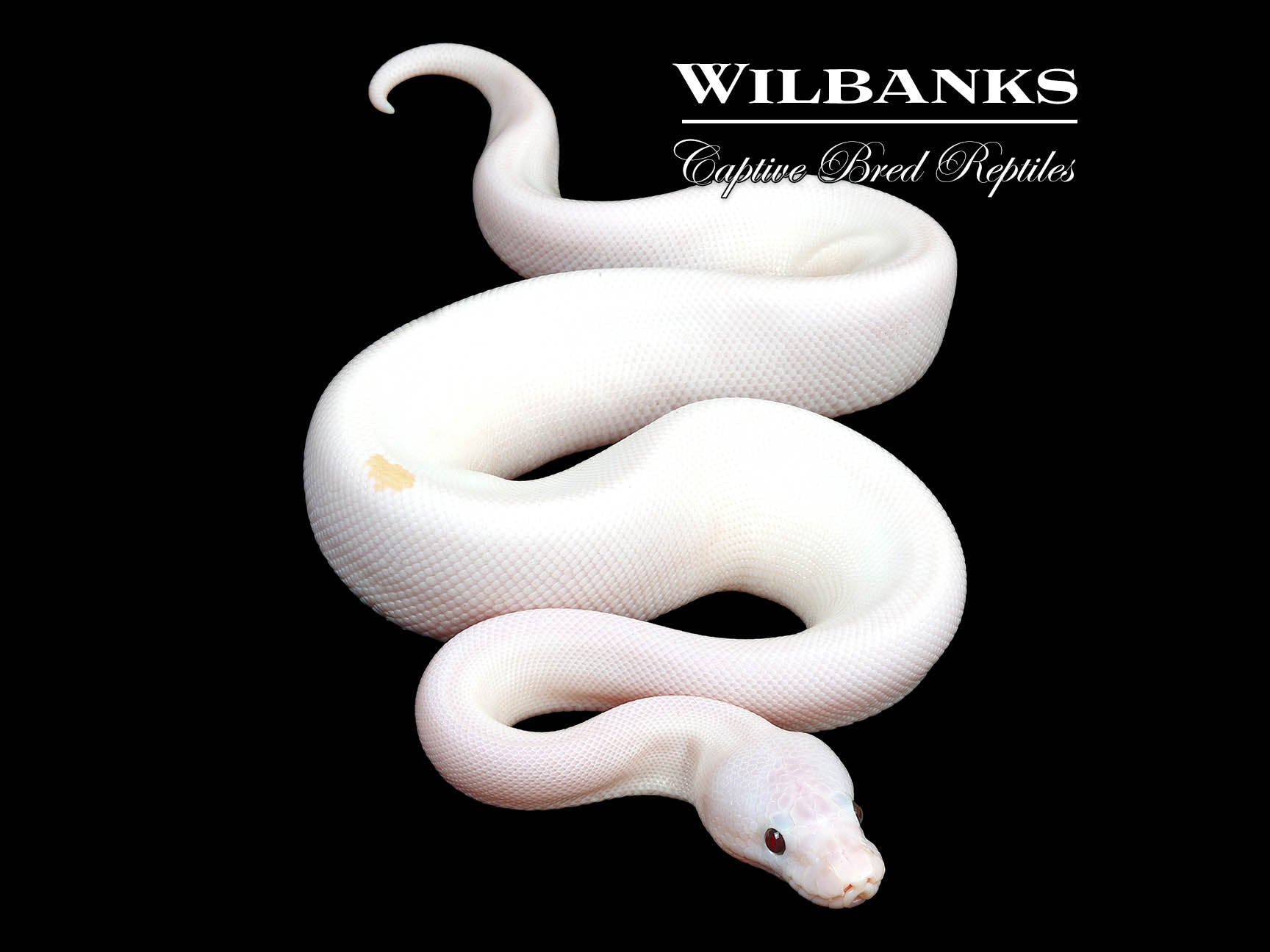 Banana Super Fire Ball Python ♂ '24 Wilbanks Captive Bred Reptiles