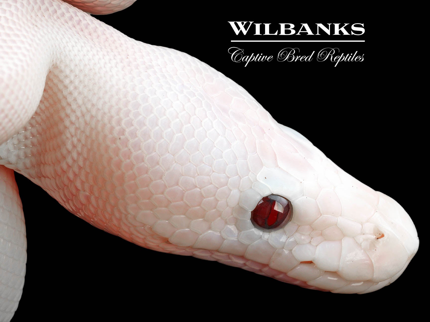 Banana Super Fire Ball Python ♂ '24 Wilbanks Captive Bred Reptiles