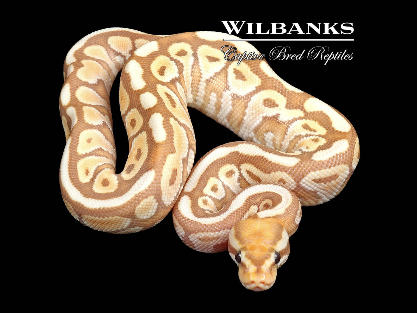 Banana Butter Spotnose Ball Python ♂ '24 Wilbanks Captive Bred Reptiles