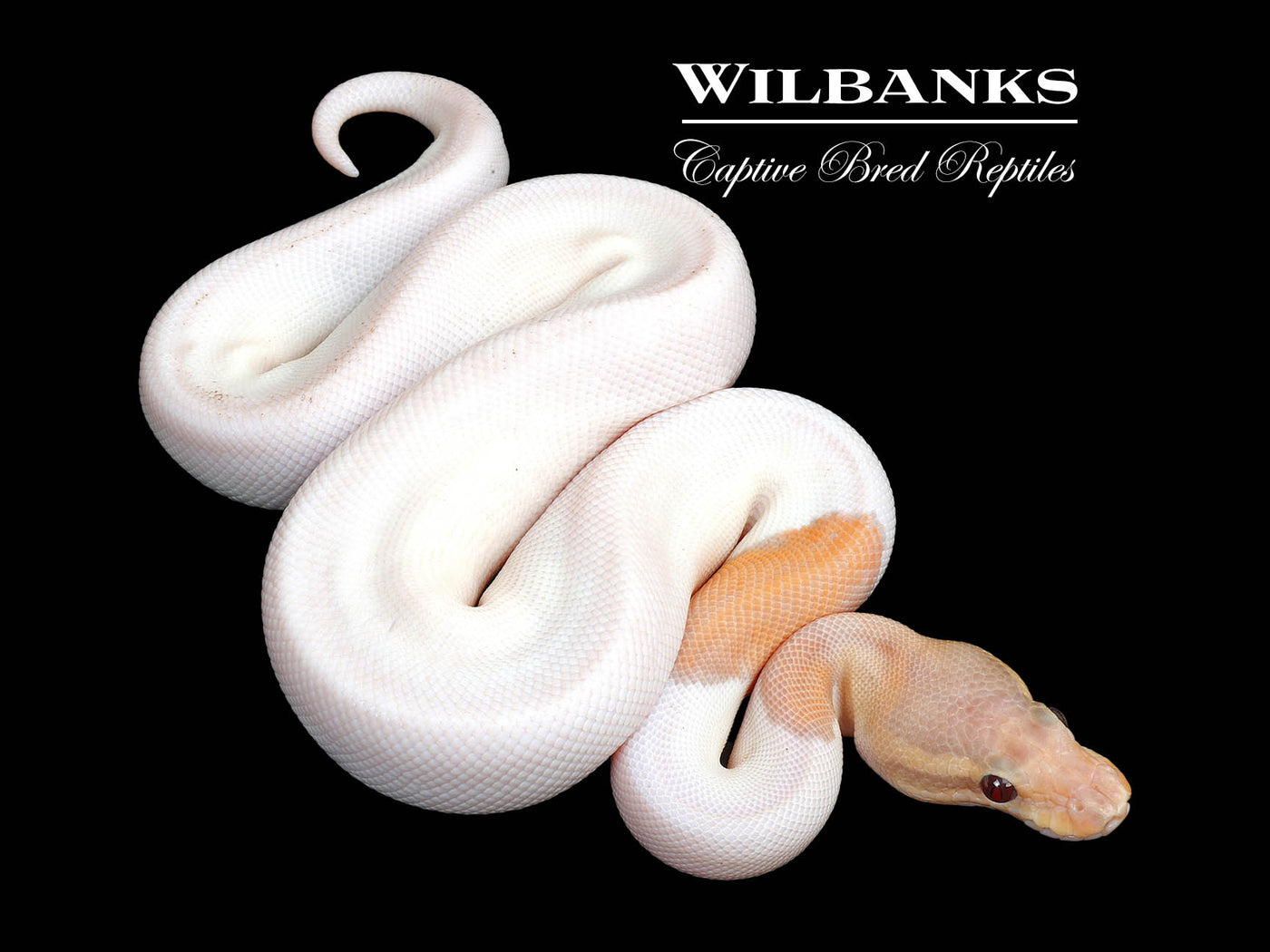 Banana Cinnamon Pied Ball Python ♂ '25