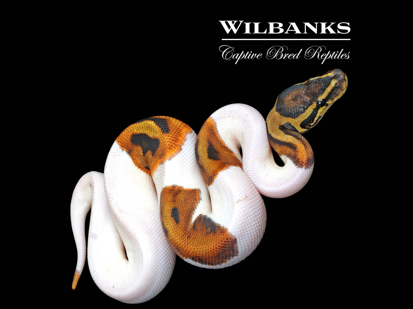 Pied Ball Python ♂ '25