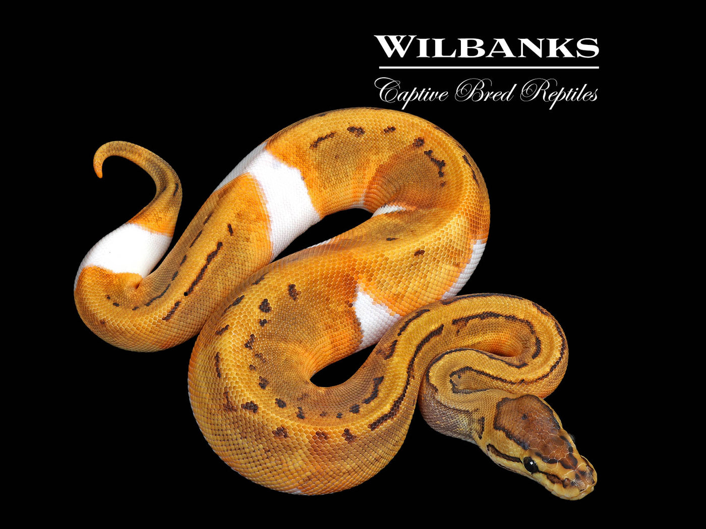Pinstripe Pied Ball Python ♀ '25