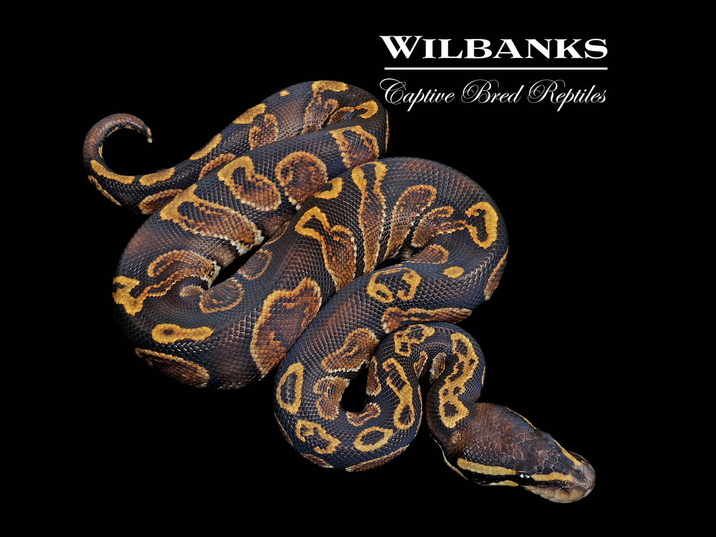 GHI Ball Python ♂ '25