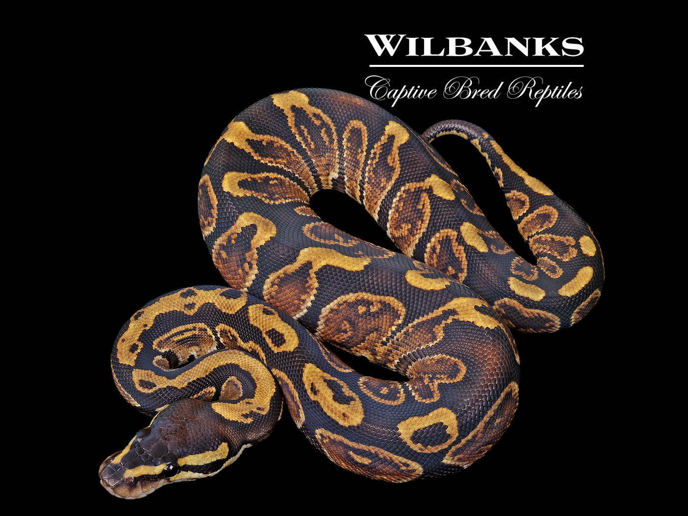 GHI Ball Python ♀ '25