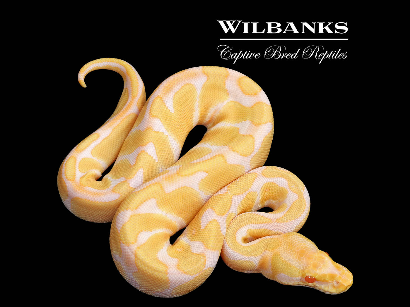 Albino Enchi Ball Python ♀ '25