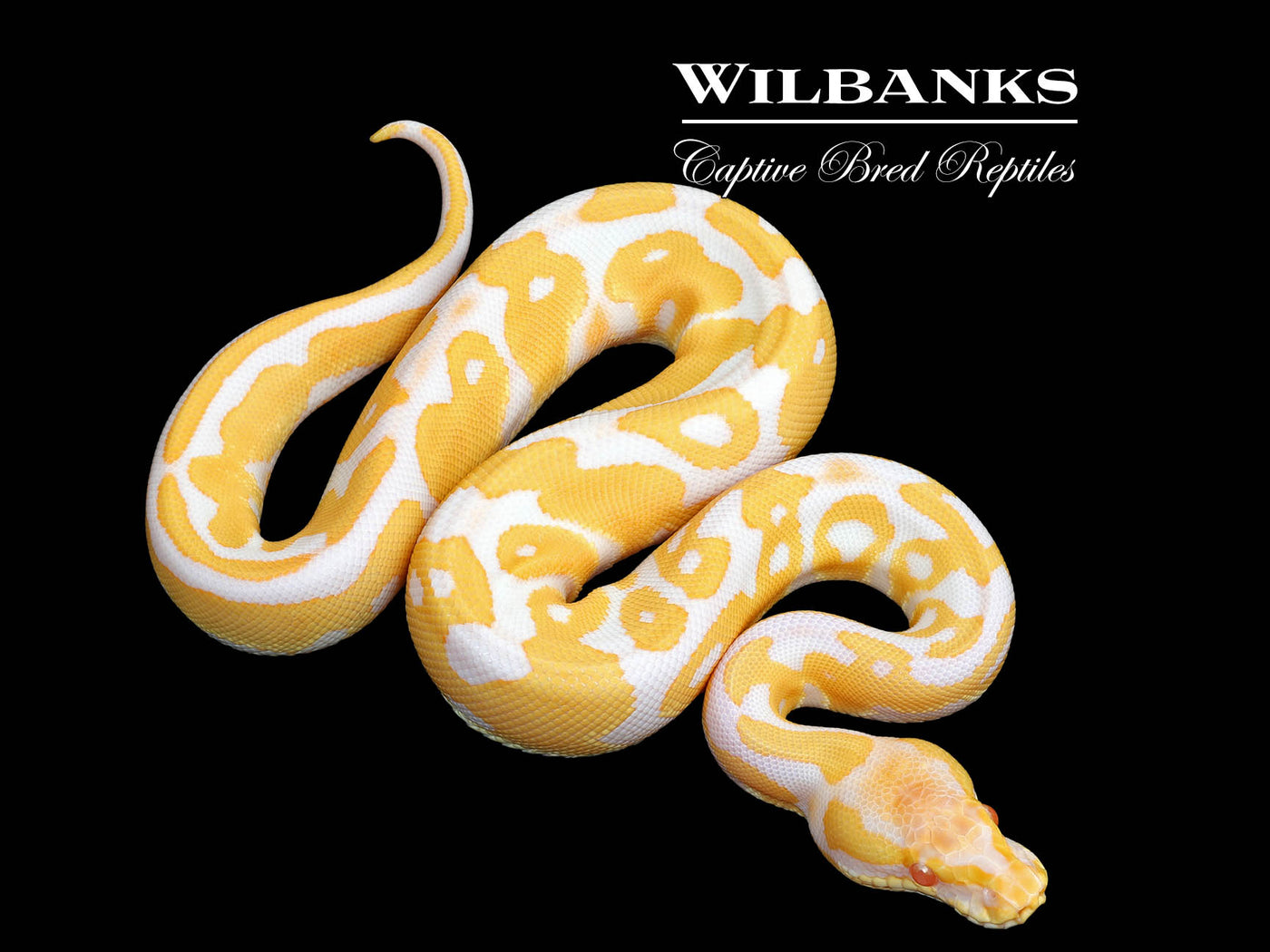 Albino Leopard Ball Python ♀ '25