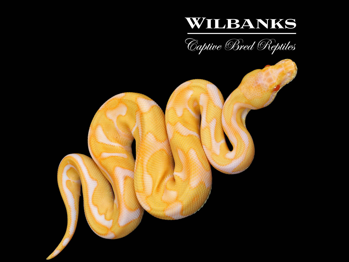 Albino Leopard Enchi Ball Python ♂ '25
