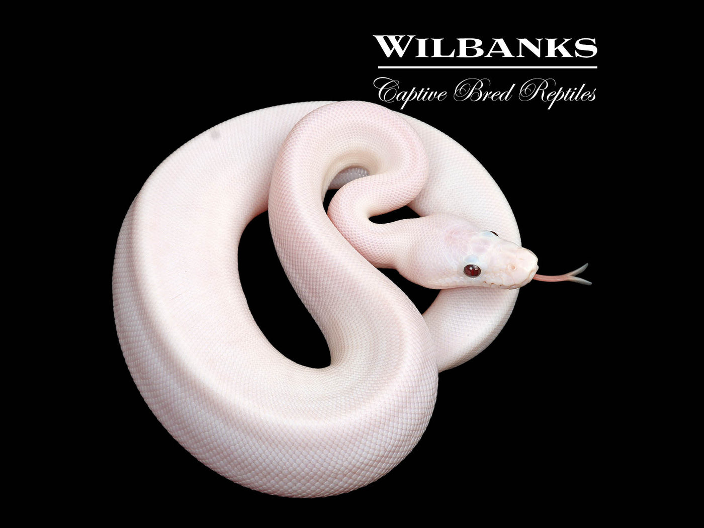Banana Super Fire Ball Python ♂ '25