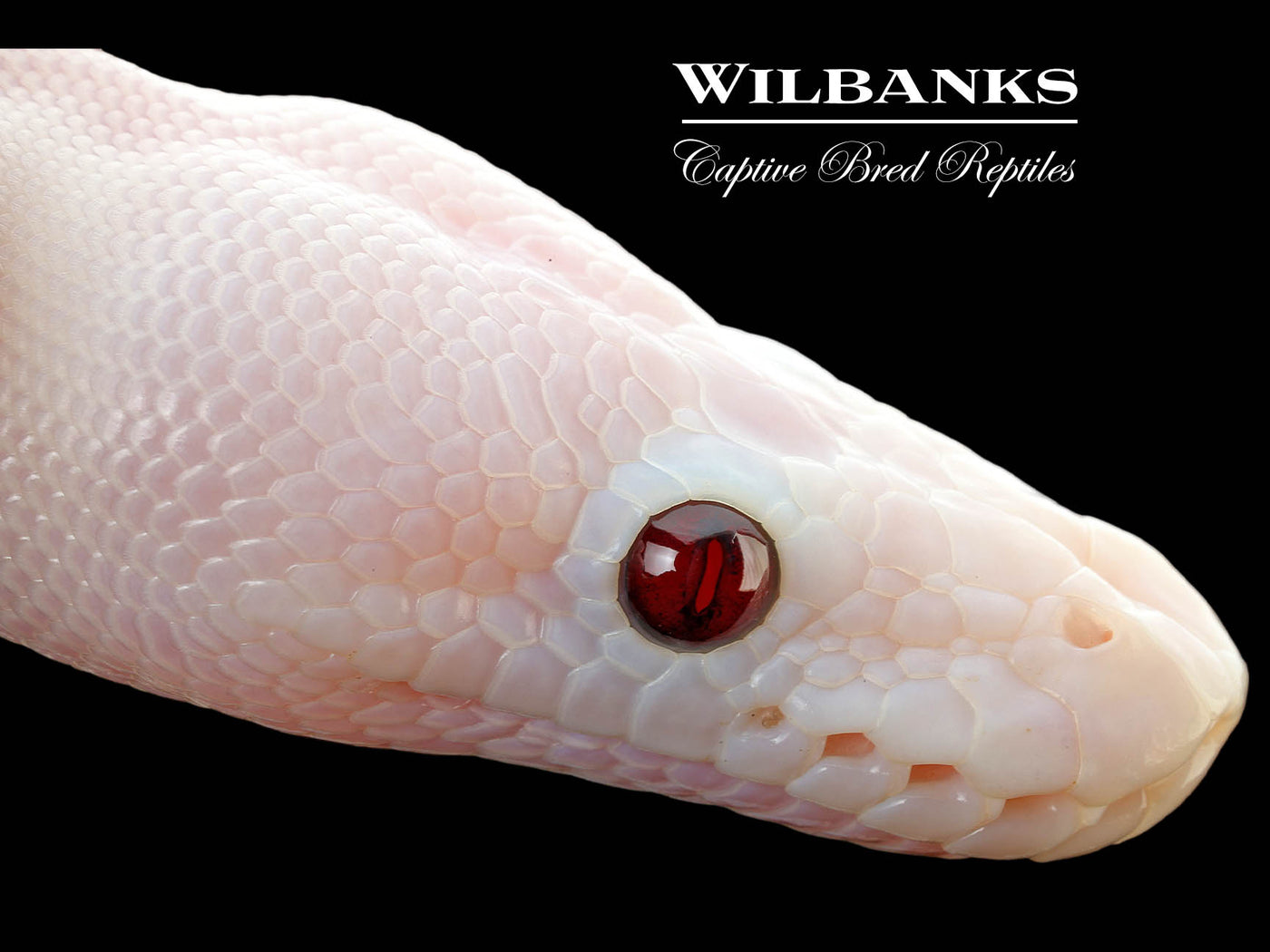 Banana Super Fire Ball Python ♂ '25