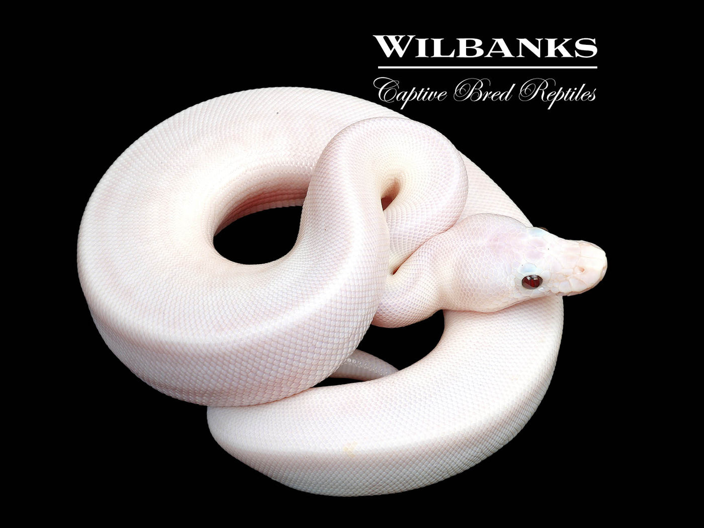 Banana Super Fire Ball Python ♂ '25