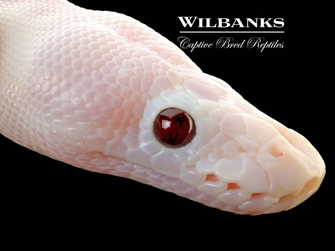 Banana Super Fire Ball Python ♂ '25