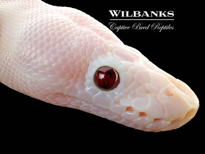 Banana Super Fire Ball Python ♂ '25