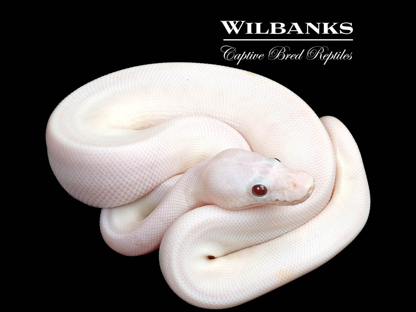 Banana Super Fire Ball Python ♂ '25