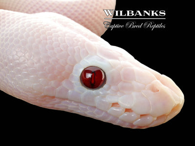 Banana Super Fire Ball Python ♂ '25