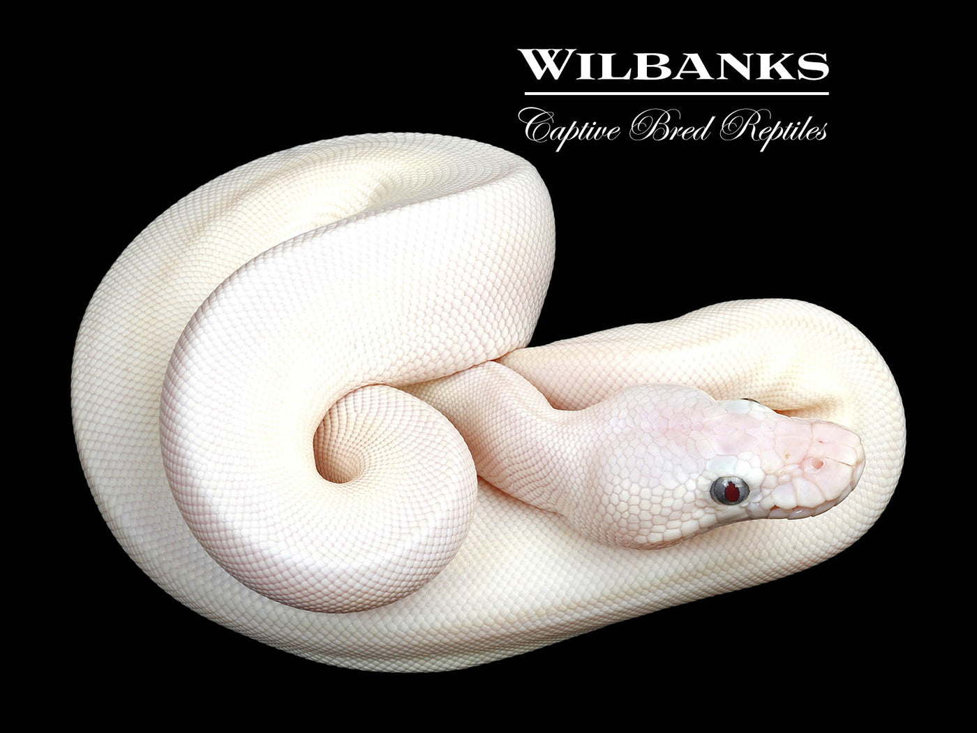 Blue Eyed Leucistic (Mojave Butter) Ball Python ♀ '25