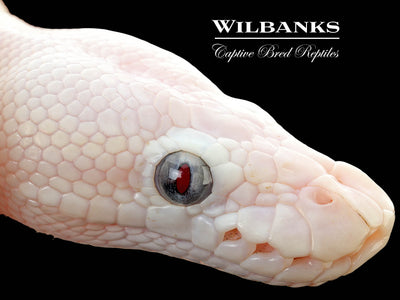 Blue Eyed Leucistic (Mojave Butter) Ball Python ♀ '25
