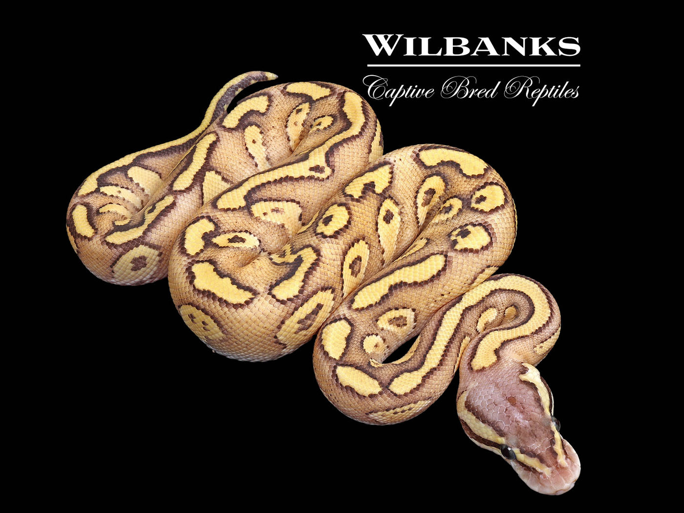 FireFly Red Stripe Mojave Ball Python ♂ '25