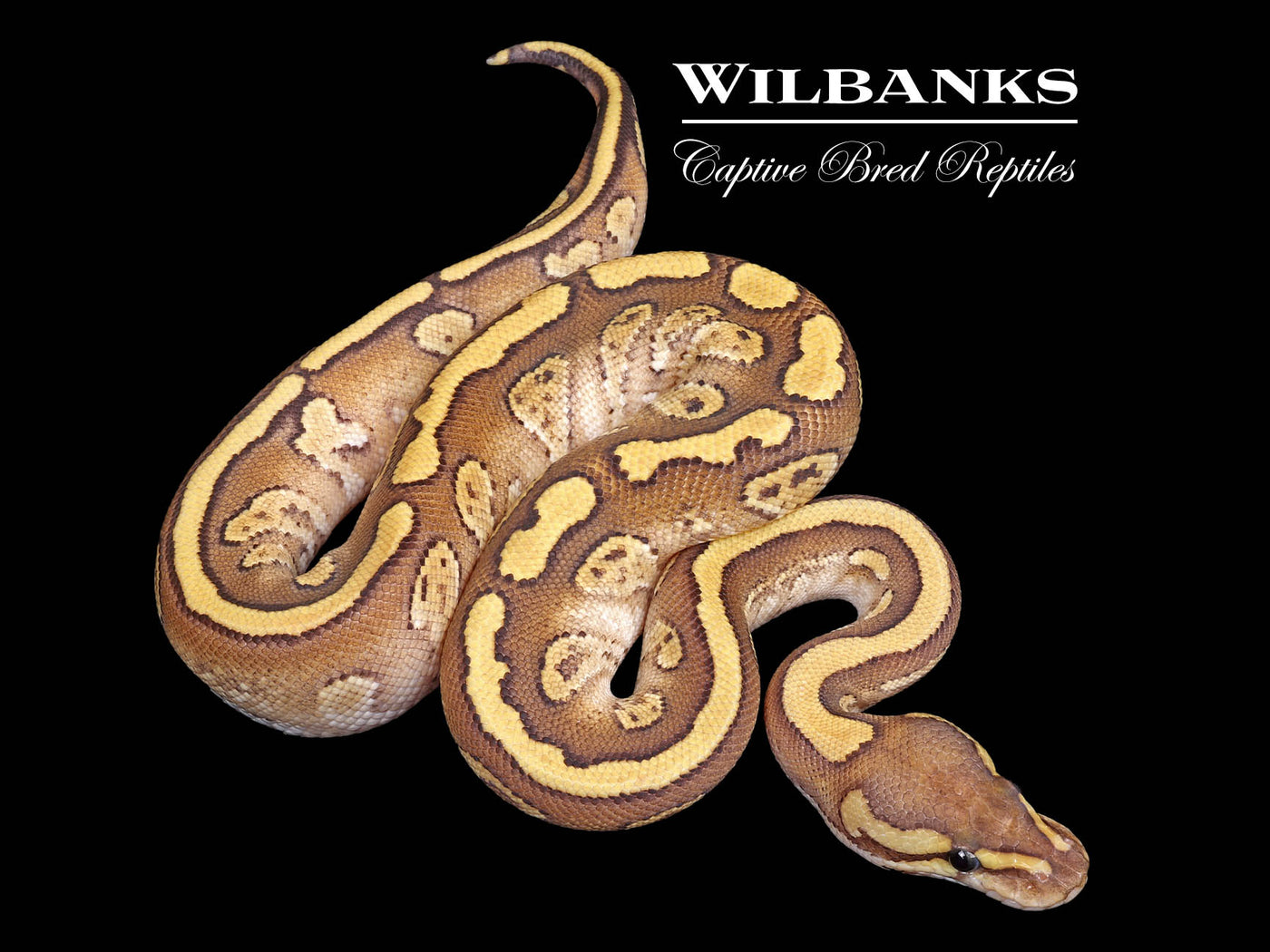 Fire Red Stripe Mojave Ball Python ♂ '25