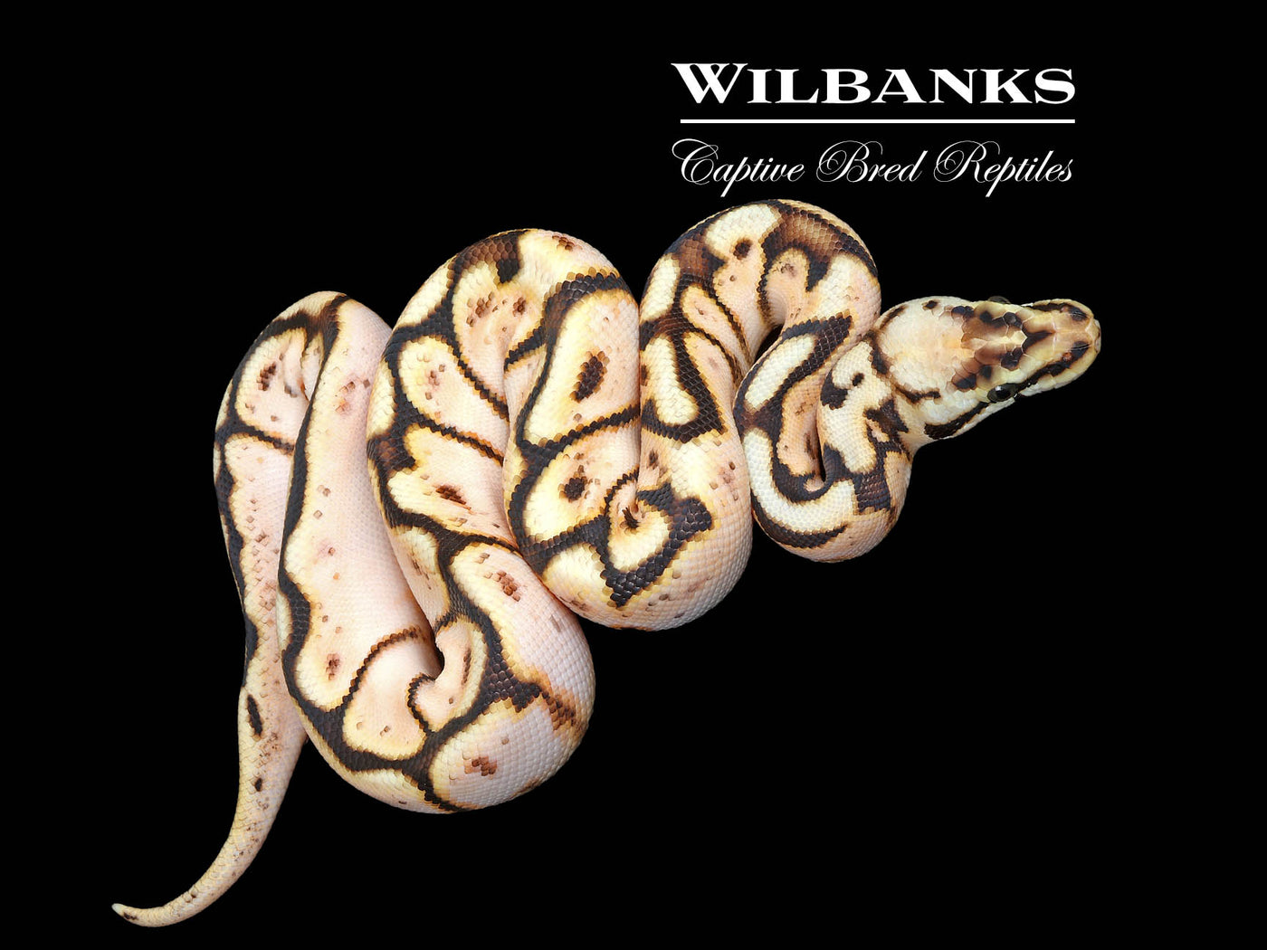 Bumble Bee Yellow Belly Ball Python ♂ '25