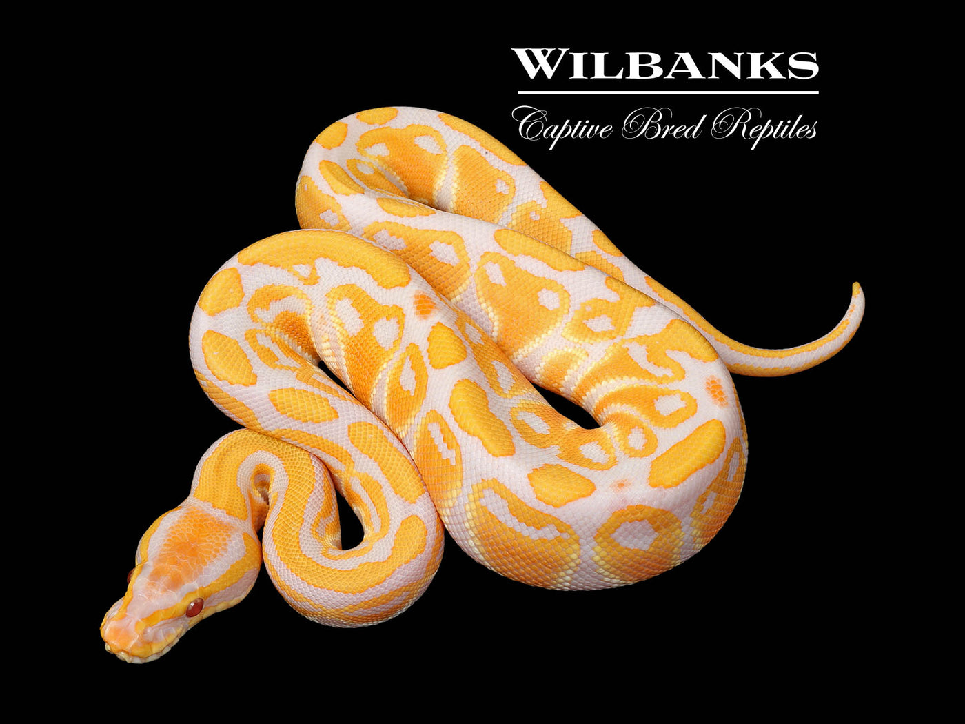 Lavender Albino Ball Python ♀ '25