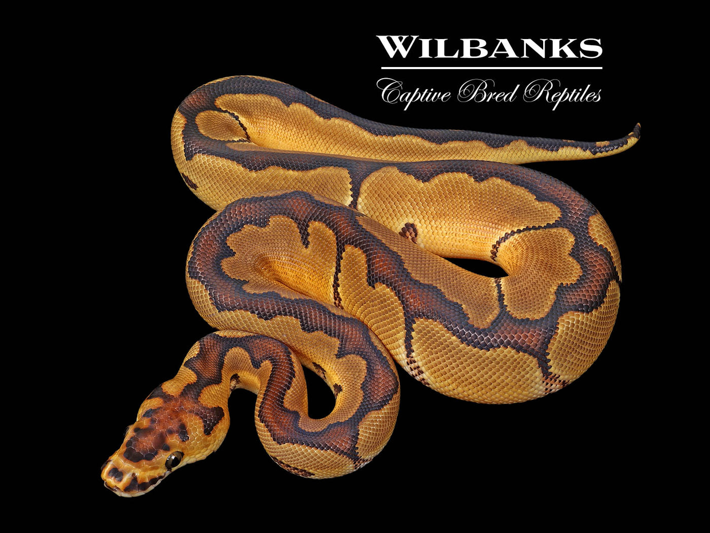 Enchi Clown Ball Python ♂ '25
