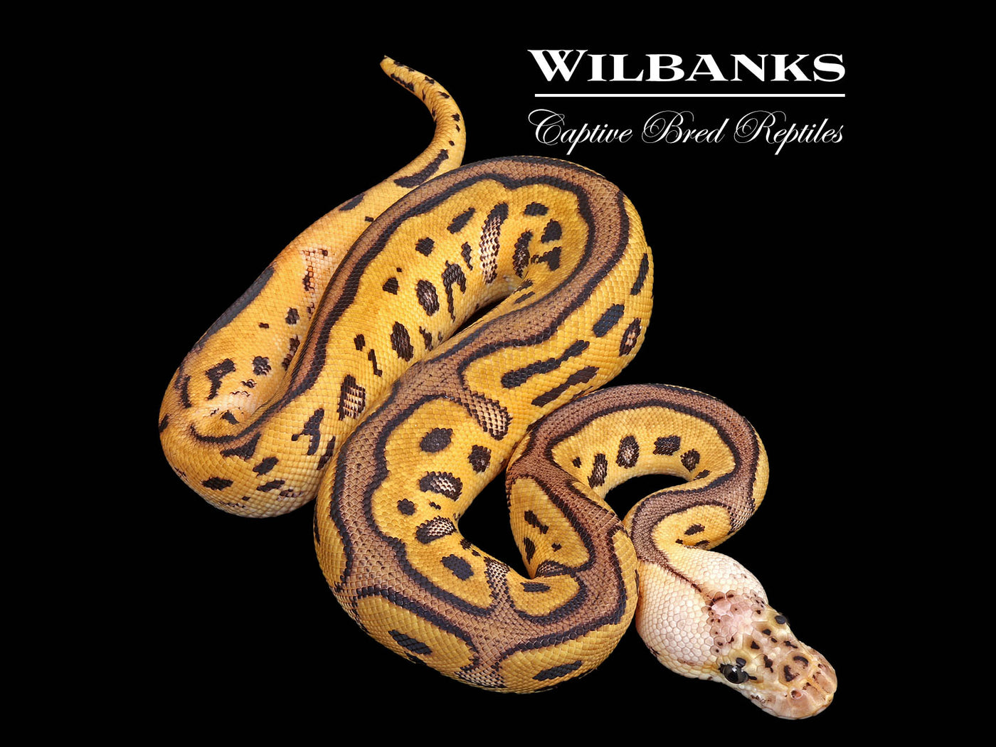 Pastel Leopard Clown Ball Python ♂ '25