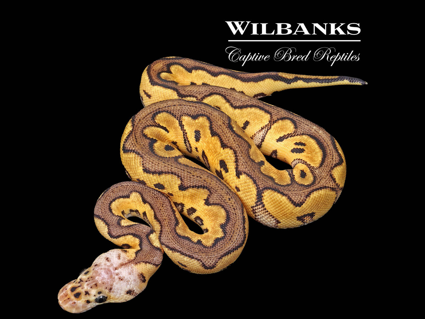 Pastel Clown Ball Python ♀ '25