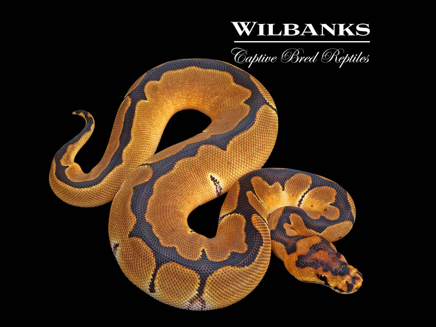 Blade Clown Ball Python ♀ '25