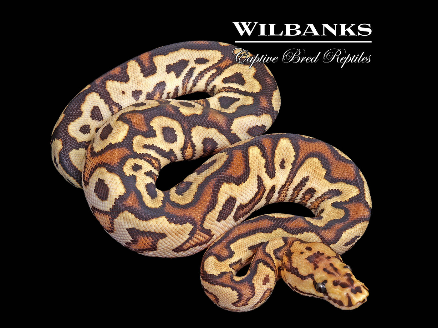 Red Stripe Fire Spotnose Yellow Belly Clown Ball Python ♂ '25