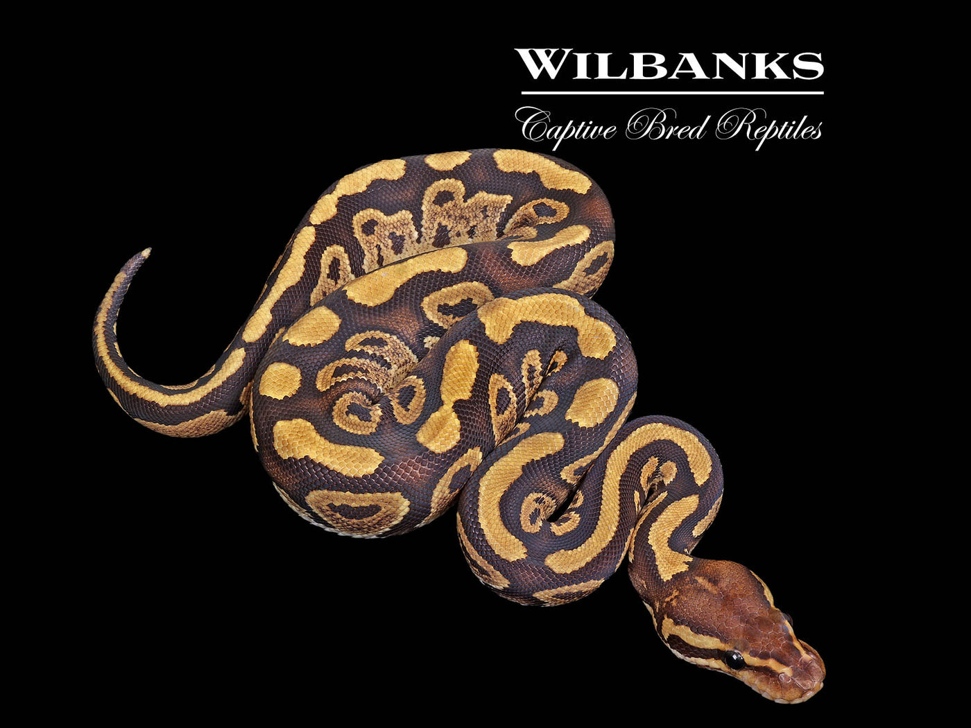 Mahogany Fire Ball Python ♀ '25