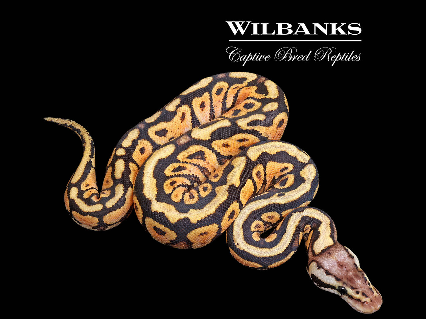 Pastel Spotnose Gravel Ball Python ♀ '25