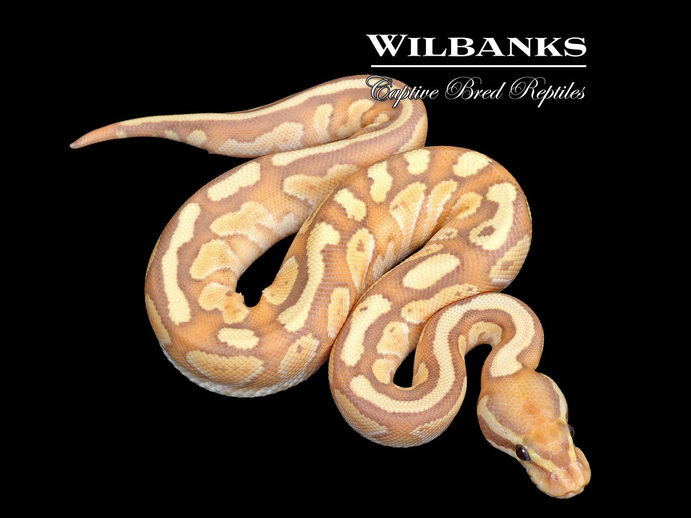 Banana Nuclear Ball Python ♂ '25