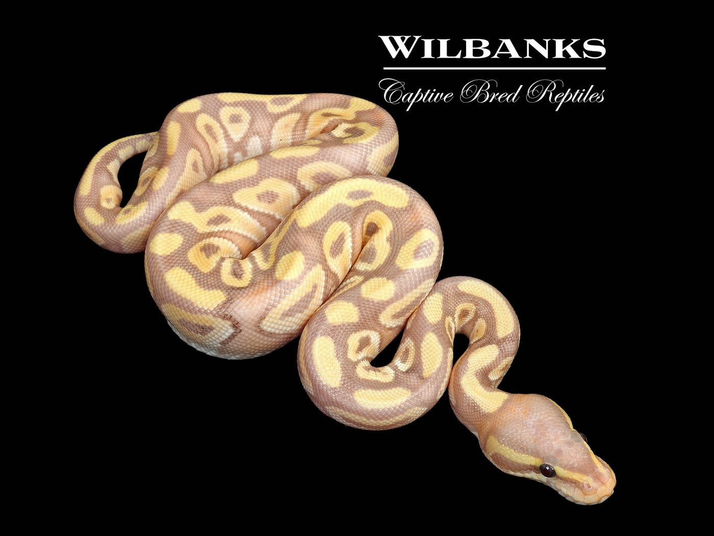 Banana Mojave Ball Python ♂ '25
