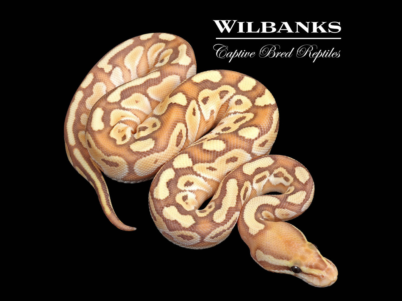 Banana Butter Ball Python ♀ '25