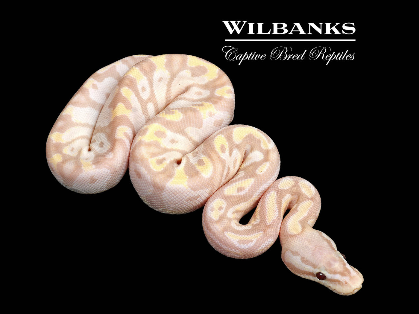 Banana FireFly Ball Python ♂ '25