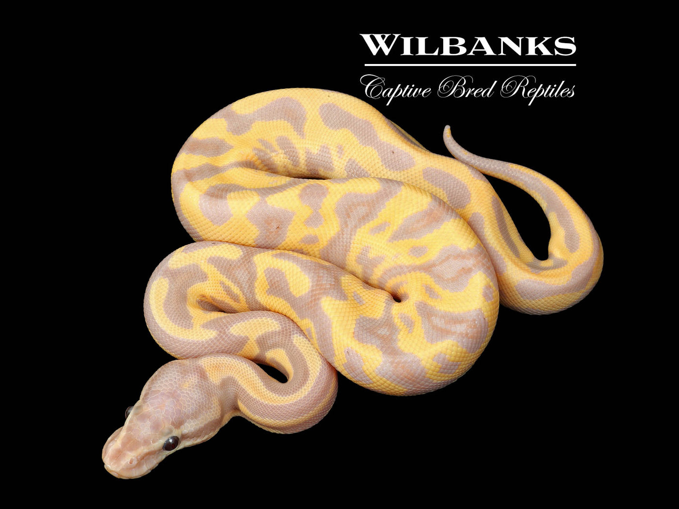 Banana Leopard Fire Ball Python ♂ '25