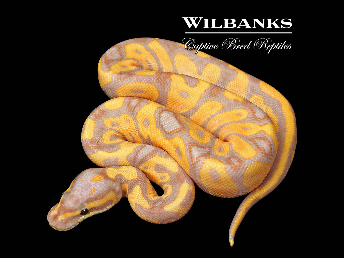Banana Leopard Ball Python ♂ '25