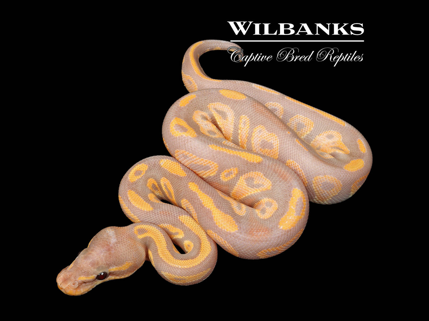 Banana Blackhead Mahogany Ball Python ♂ '25