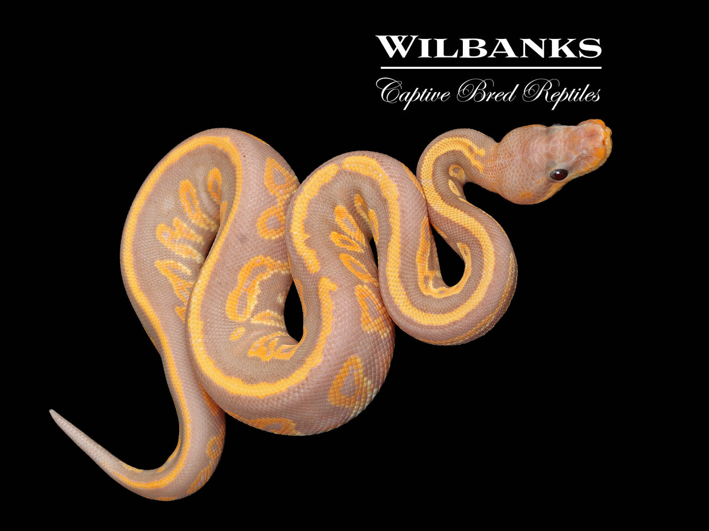 Banana Blackhead Mahogany Ball Python ♂ '25