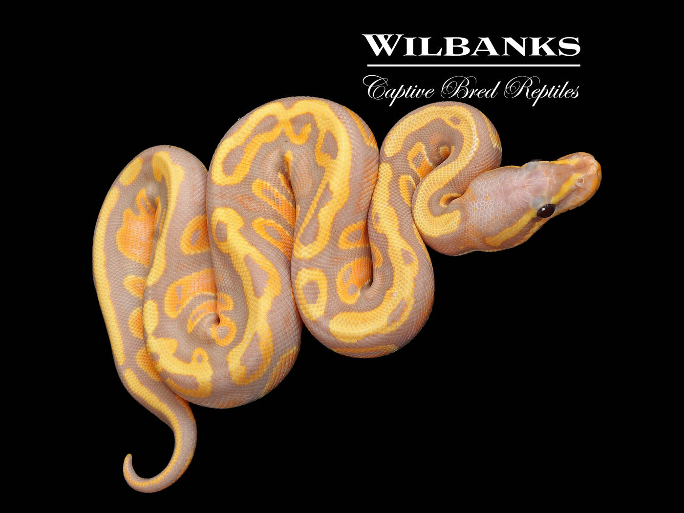 Banana Mahogany Ball Python ♂ '25