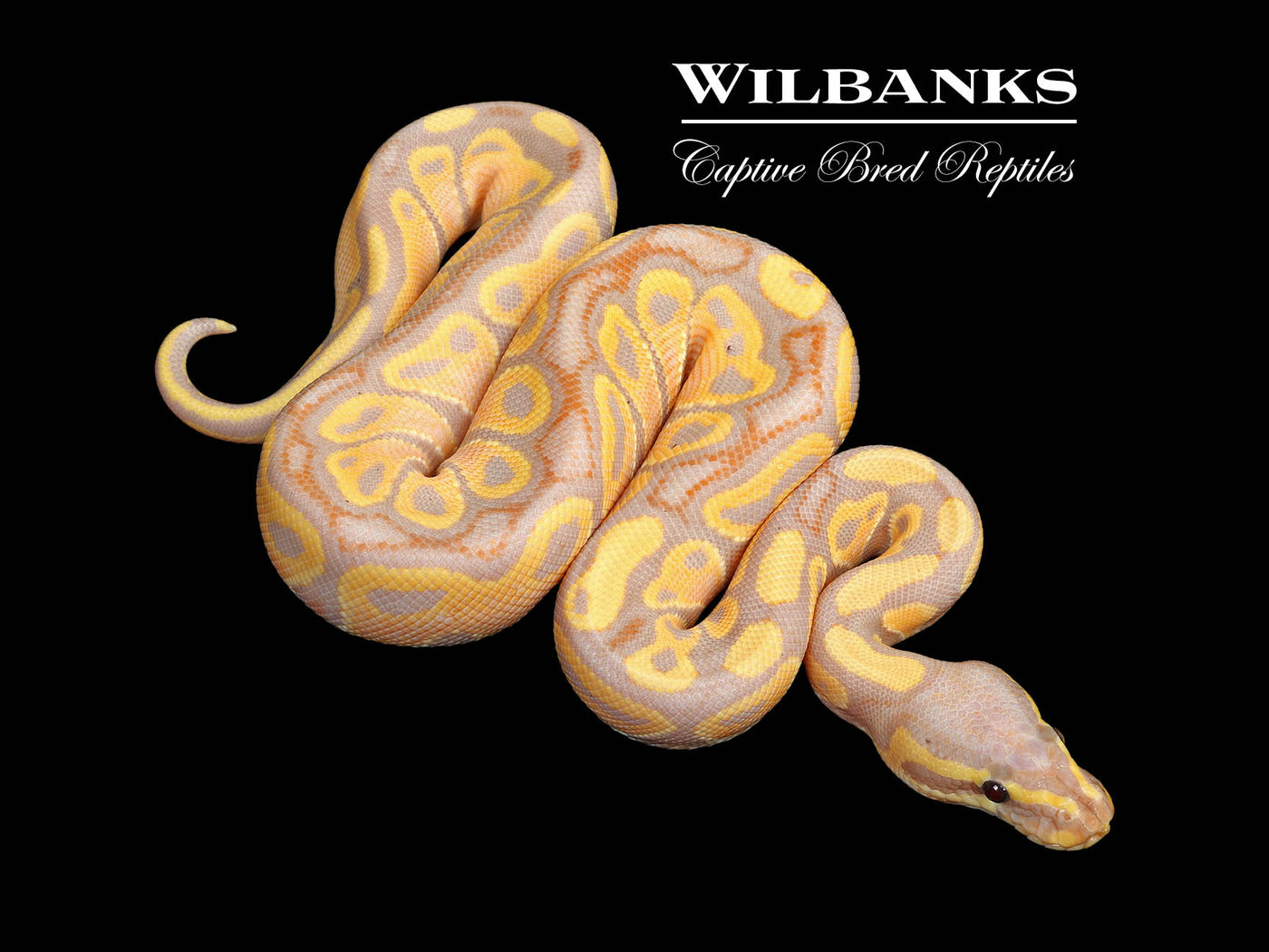 Banana 100% Het. Clown Ball Python ♂ '25