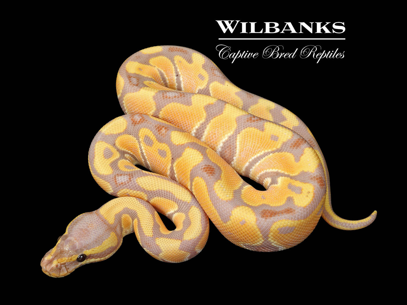 Banana 100% Het. Clown Ball Python ♂ '25